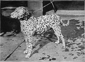 perry-the-dalmatian